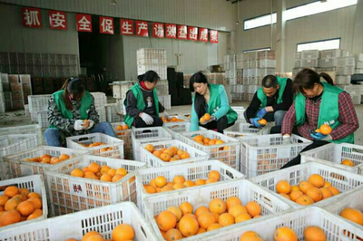 奉節縣鐵佛臍橙種植股份合作社