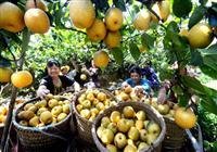 重慶市農(nóng)業(yè)委員會(huì)辦公室關(guān)于轉(zhuǎn)發(fā)農(nóng)業(yè)農(nóng)村部開展“我與農(nóng)產(chǎn)品質(zhì)量安全這十年”征文活動(dòng)的通知