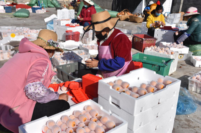 涼山德昌 疫情防控和農產品銷售兩不誤，扎實做好疫情防控期間農產品銷售工作